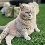 Les Remparts De Alojamento de Acomodação e Pequeno-almoço 4*