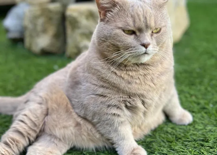 Sci Les Remparts De Mirepoix Отель типа 